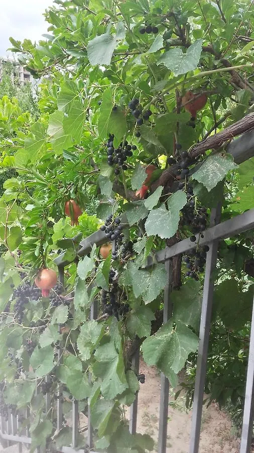 Guest house Summer Garden Tbilisi Georgia
